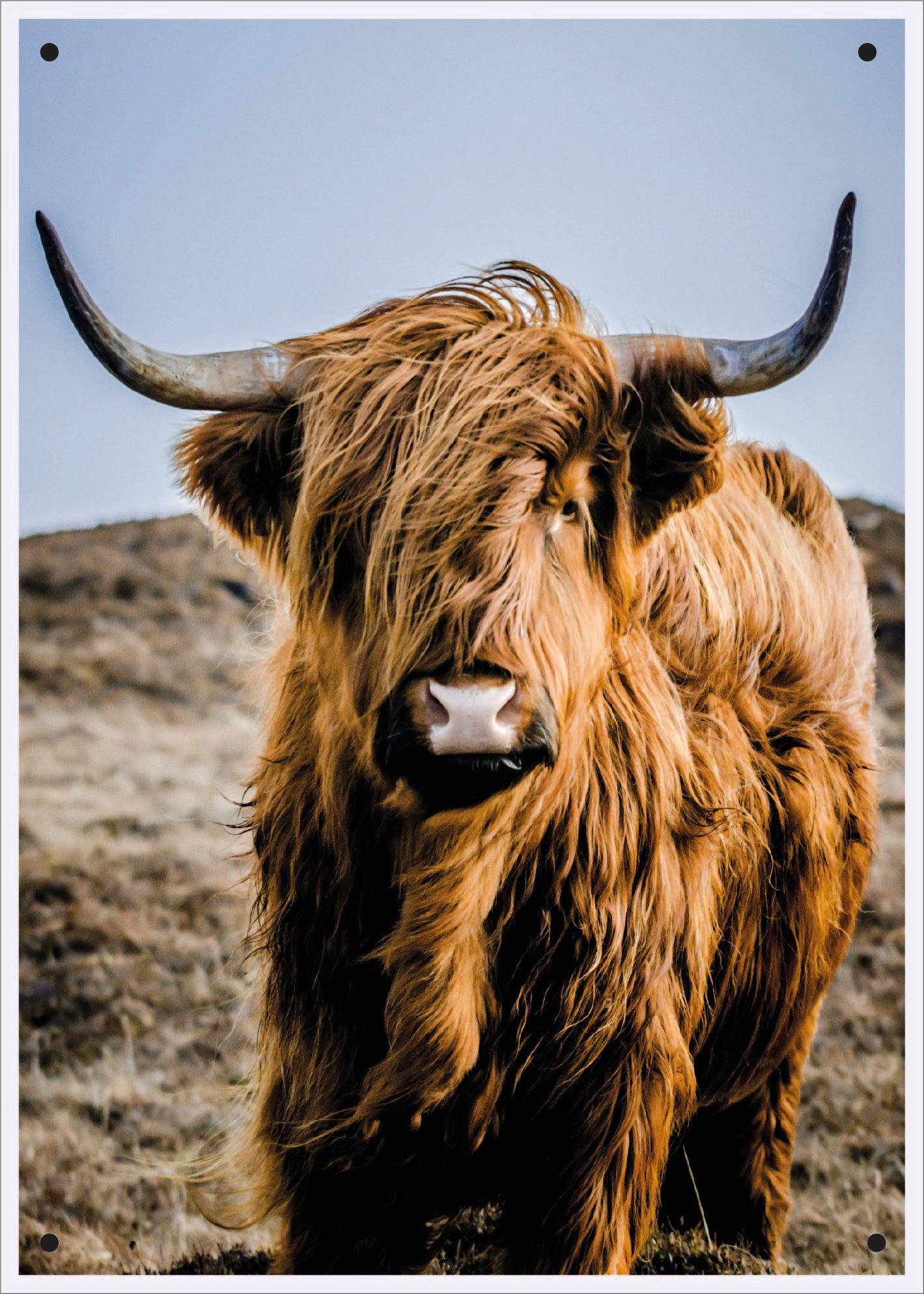 Tuinposter Schotse Hooglander